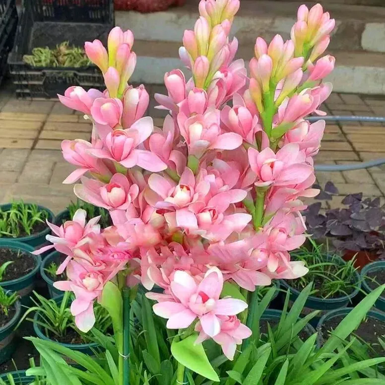 🔥【Limited Time Sale】Tuberose🌸 Bulbs! Enjoy 💥50% off, come by and grab it!