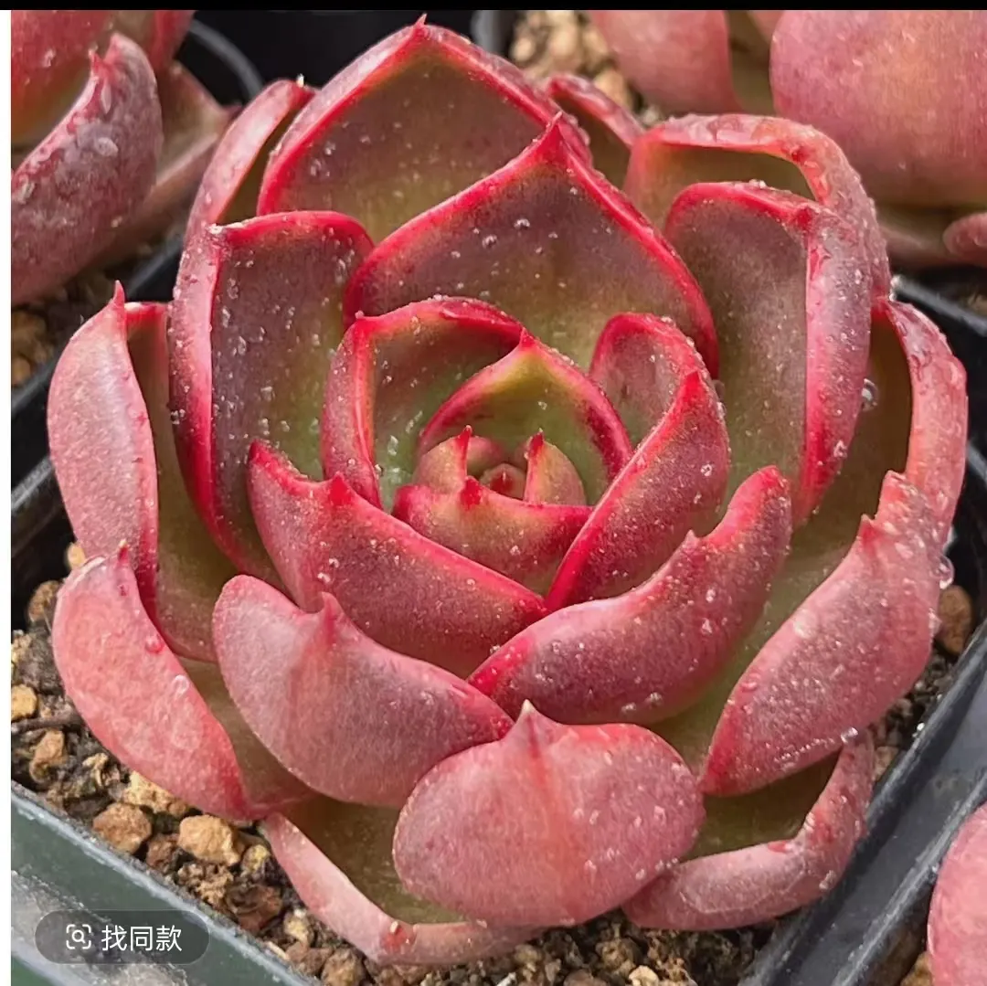 plant Aeonium Echeveria Haworthia  Caudex  Lithops Cactus  Agave 