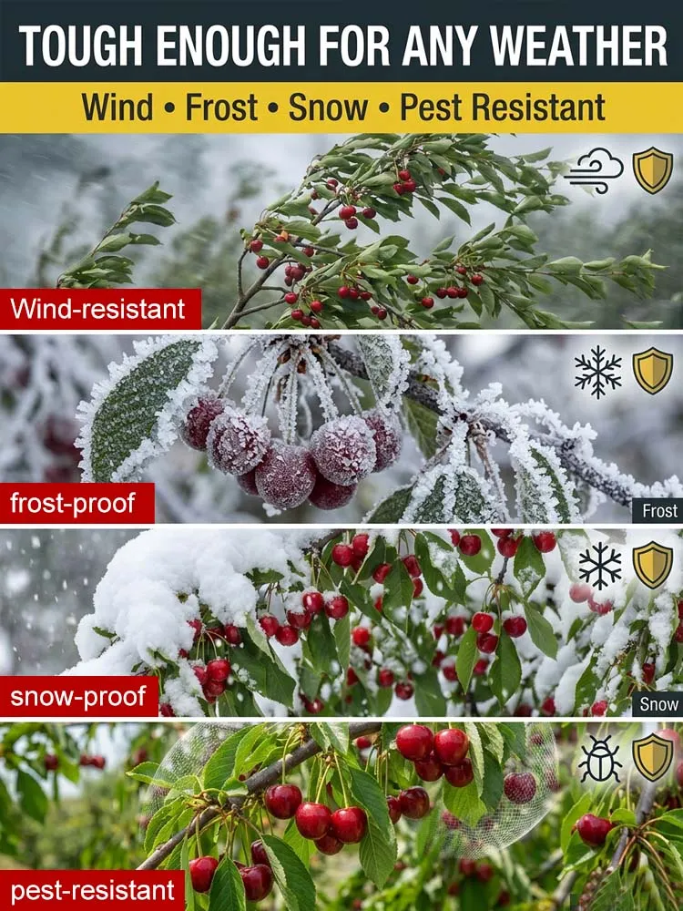 【No fruit, full refund】 Premium Giant Sweet Cherry Sapling