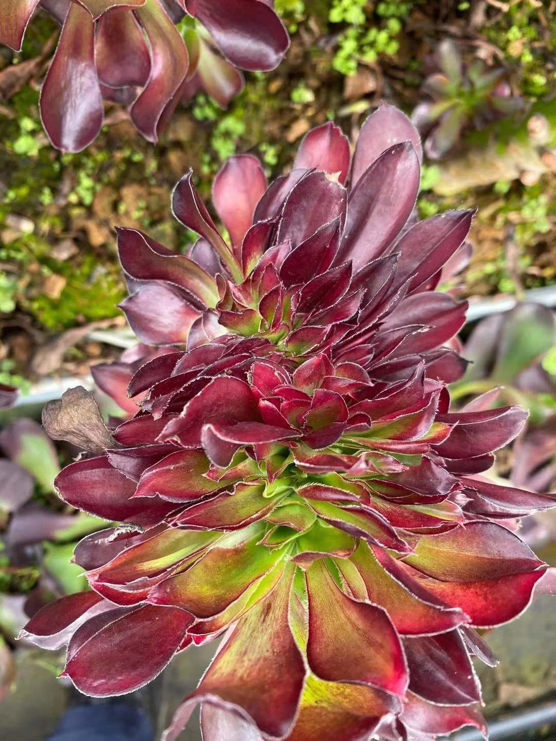 plant Aeonium Echeveria Haworthia  Caudex  Lithops Cactus  Agave 