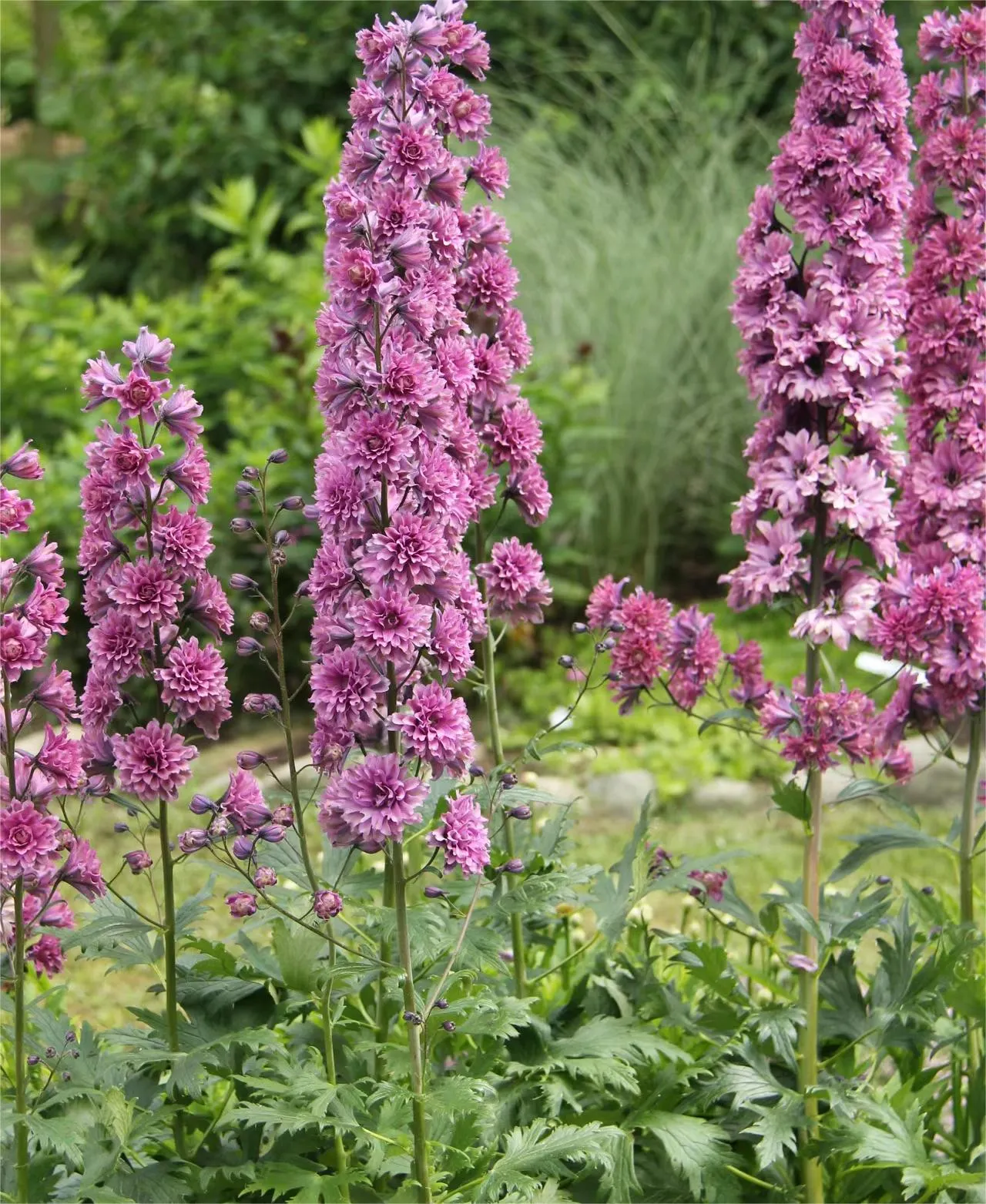 Delphinium Seeds-Mixed 7 Colors