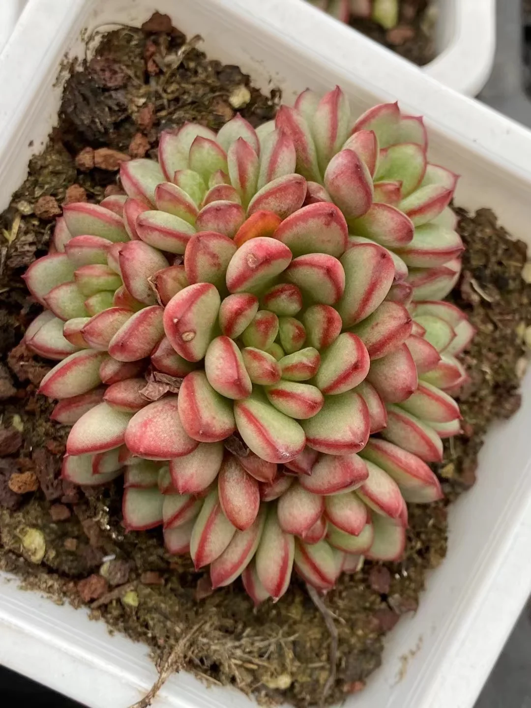 plant Aeonium Echeveria Haworthia  Caudex  Lithops Cactus  Agave 