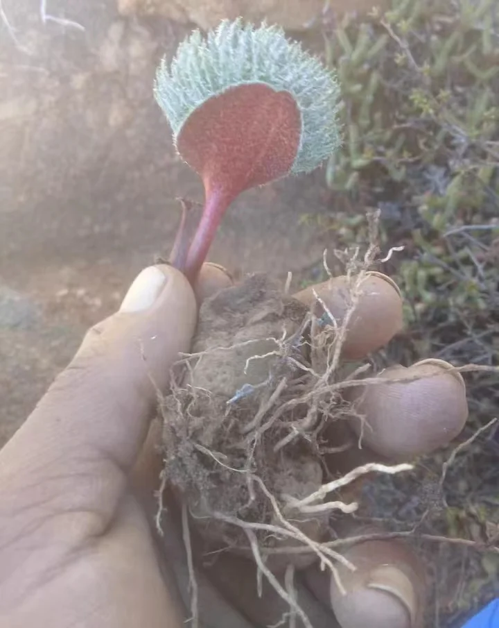 plant Aeonium Echeveria Haworthia  Caudex  Lithops Cactus  Agave 