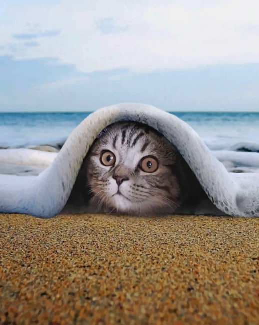 

Kitty Under The Beach – Paint By Numbers - 40*50CM, 501 Original