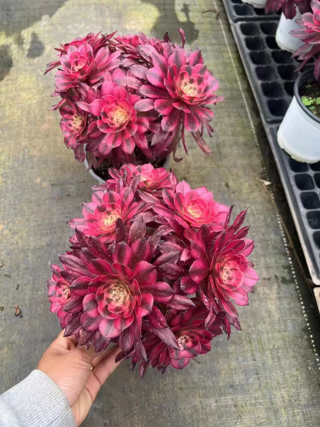 74. Hongyan cluster 8 heads 15-18cm / Aeonium cluster/ Succulent plants / Garden landscape / Carefully select healthy plants