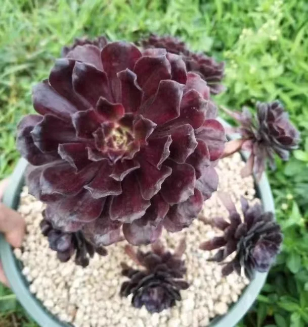 plant Aeonium Echeveria Haworthia  Caudex  Lithops Cactus  Agave 