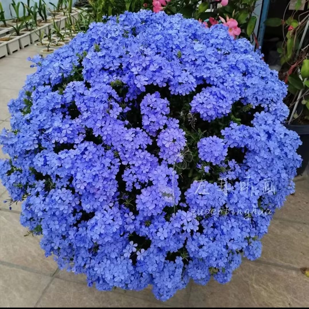 Blue Snowflake Seeds Sky Flower