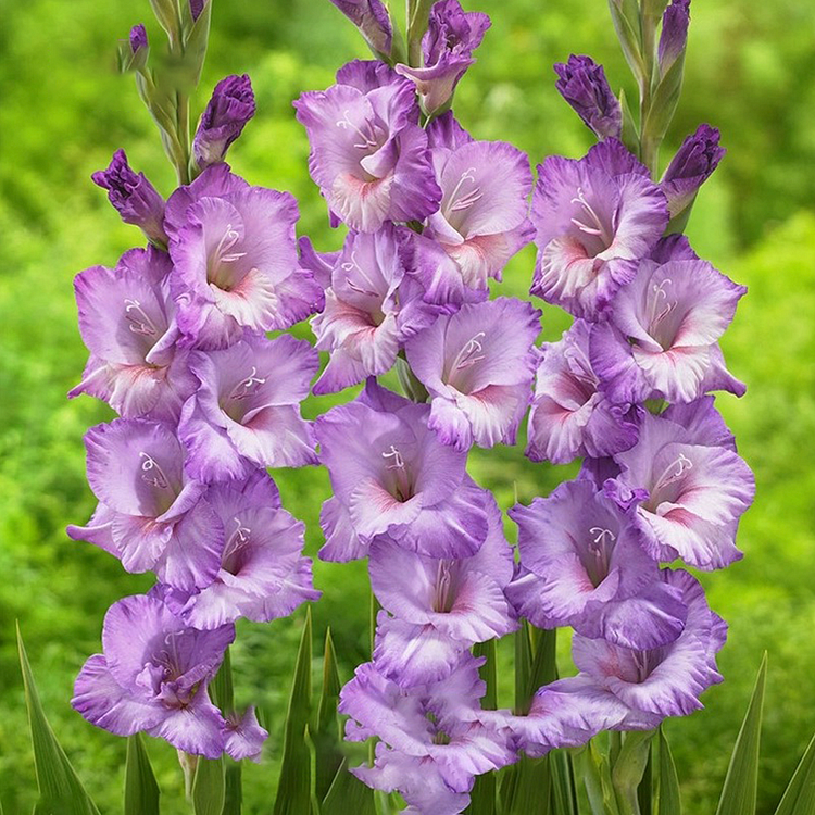 Gladiolus Flower Bulbs