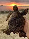 Hawaiian Turtle Woodcarving / For Gift Home Decor