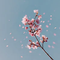 Cherry Blossom Dance - Diamond Painting