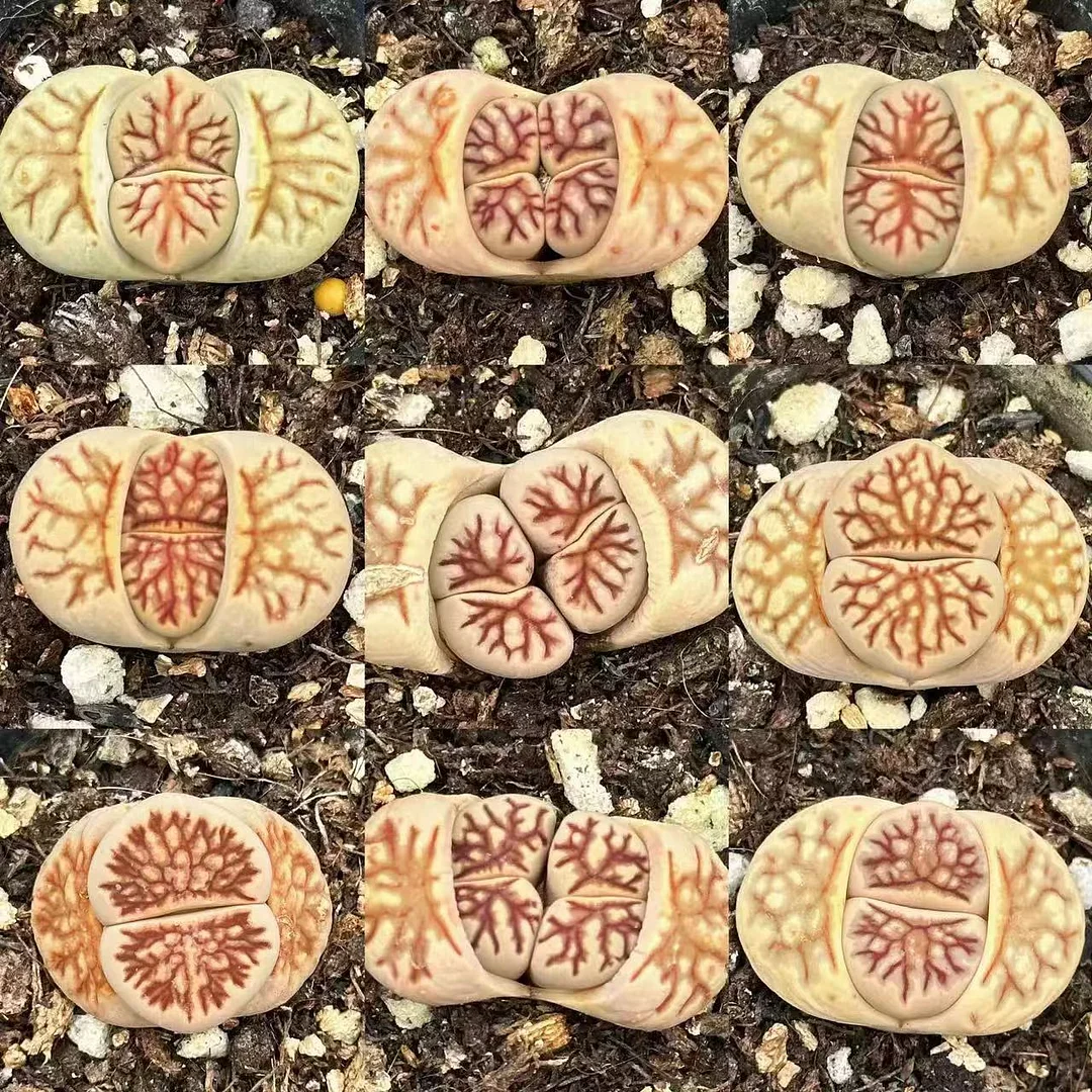 plant Aeonium Echeveria Haworthia  Caudex  Lithops Cactus  Agave 