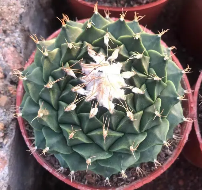 plant Aeonium Echeveria Haworthia  Caudex  Lithops Cactus  Agave 