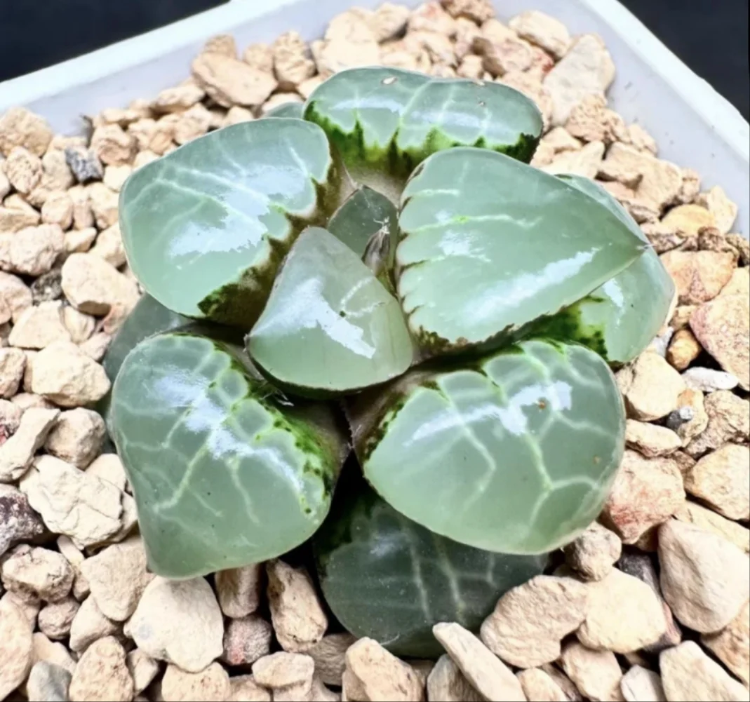 plant Aeonium Echeveria Haworthia  Caudex  Lithops Cactus  Agave 