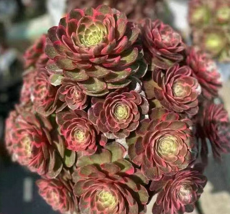 991. Halloween var,Pink flower demon cluster 12-15cm / Aeonium cluster/Aeonium plants/ Succulent plants / Garden landscape / Carefully select healthy plants