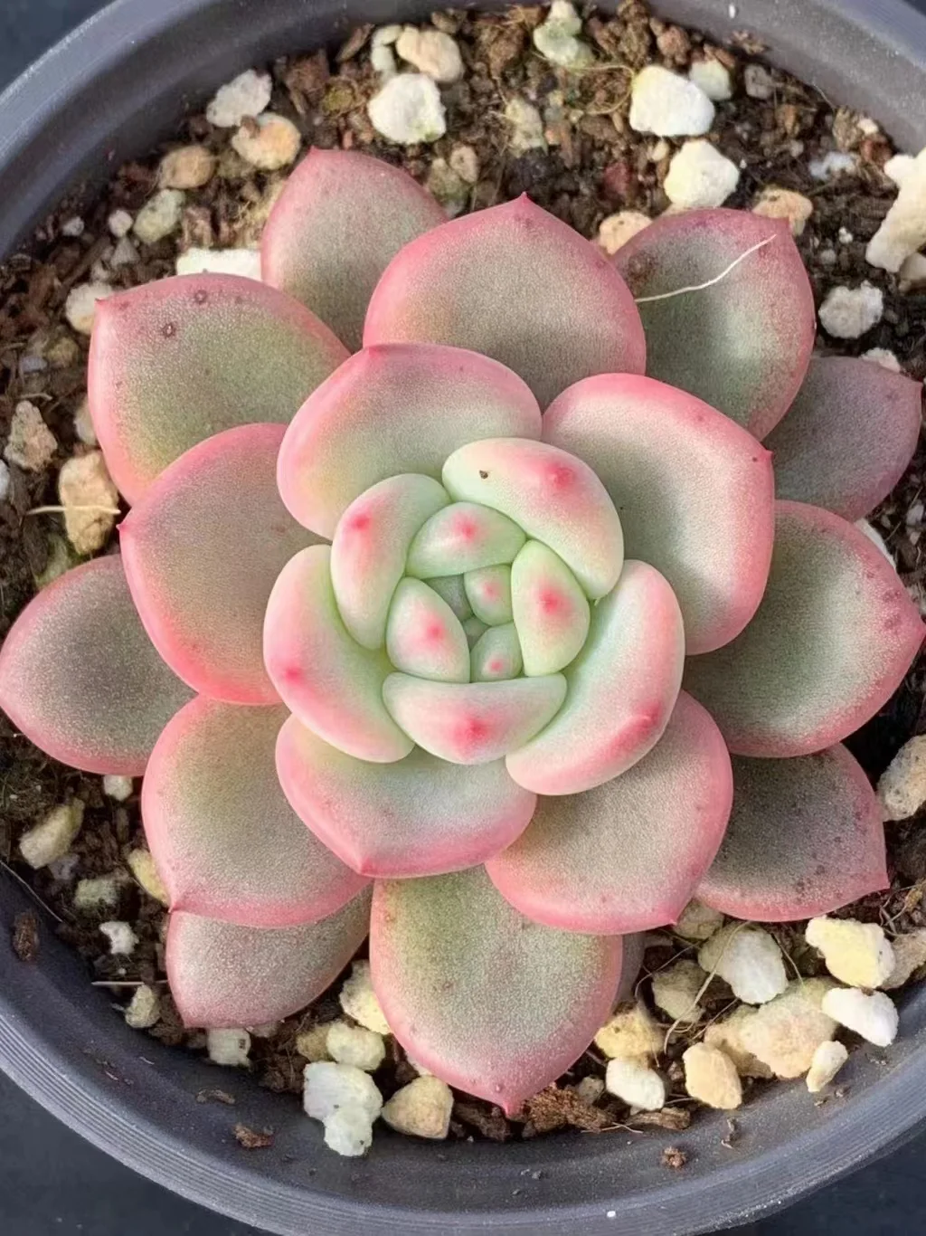 plant Aeonium Echeveria Haworthia  Caudex  Lithops Cactus  Agave 