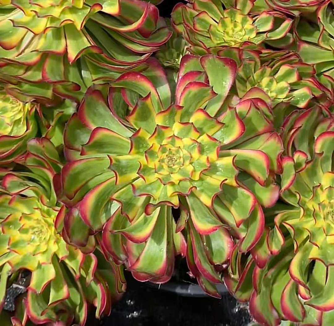 plant Aeonium Echeveria Haworthia  Caudex  Lithops Cactus  Agave 