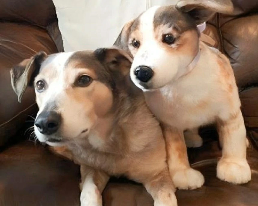 From Photo to Plush: The Process of Creating Custom Stuffed Animals