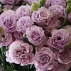 Last Day 50% Off 💐Eustoma Thornless Rose Lisanthus Seeds