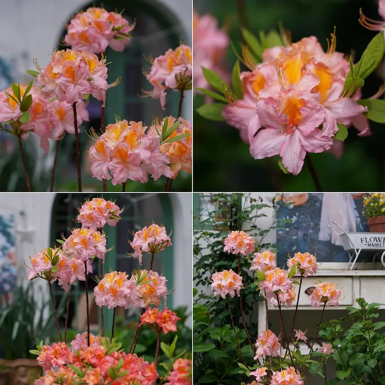 Deciduous Azaleas-Top 10 Style💐Garden's New Favorite