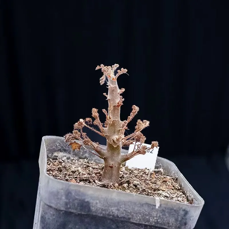 plant Aeonium Echeveria Haworthia  Caudex  Lithops Cactus  Agave 