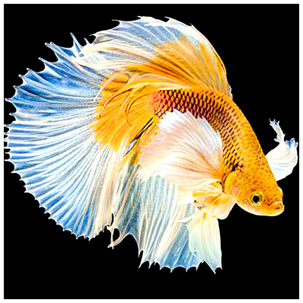 

Gold Carp - Round/Square Drill Diamond Painting - 30*30CM, Round diamond 30*30cm, 501 Original