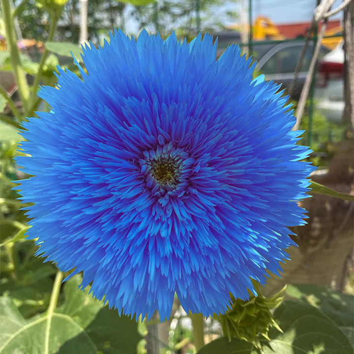 🌻Blue Teddy Bear Sunflower