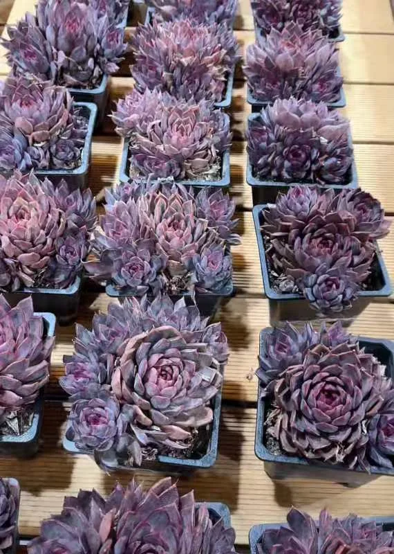 plant Aeonium Echeveria Haworthia  Caudex  Lithops Cactus  Agave 