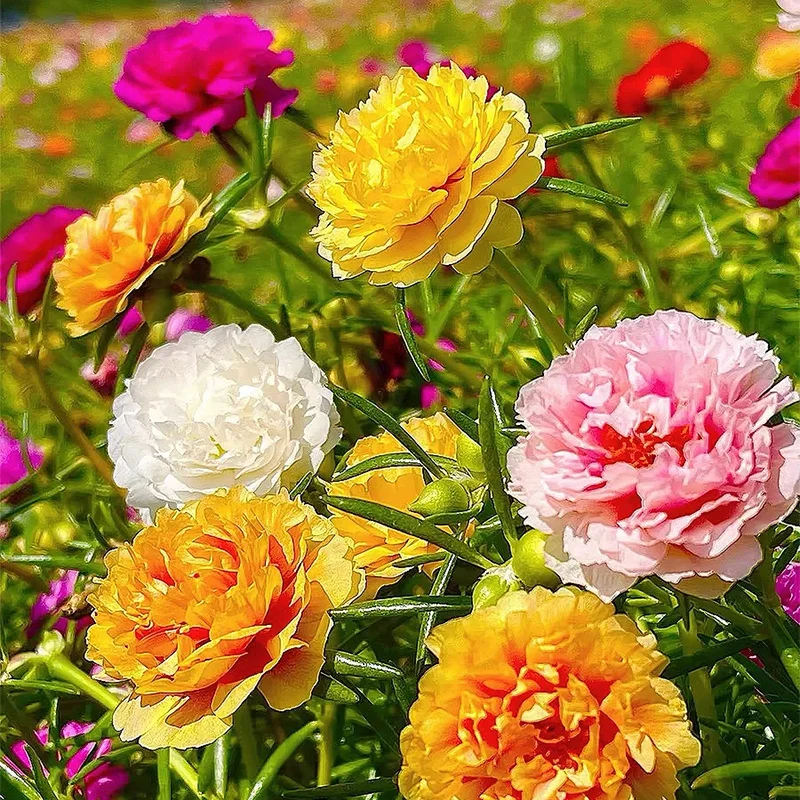 🌹MOSS ROSE—IMMORTAL FLOWER