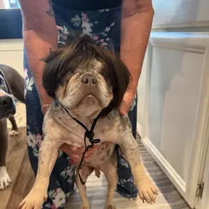 Customer pet wig dress-up style 5