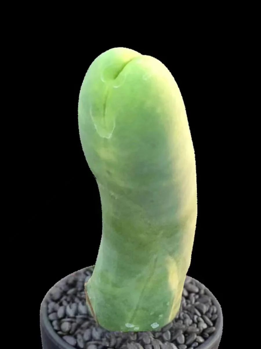 plant Aeonium Echeveria Haworthia  Caudex  Lithops Cactus  Agave 