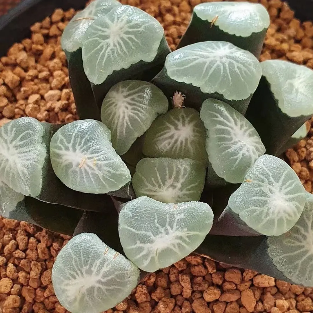 plant Aeonium Echeveria Haworthia  Caudex  Lithops Cactus  Agave 