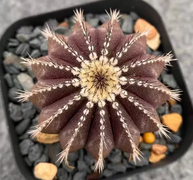 plant Aeonium Echeveria Haworthia  Caudex  Lithops Cactus  Agave 