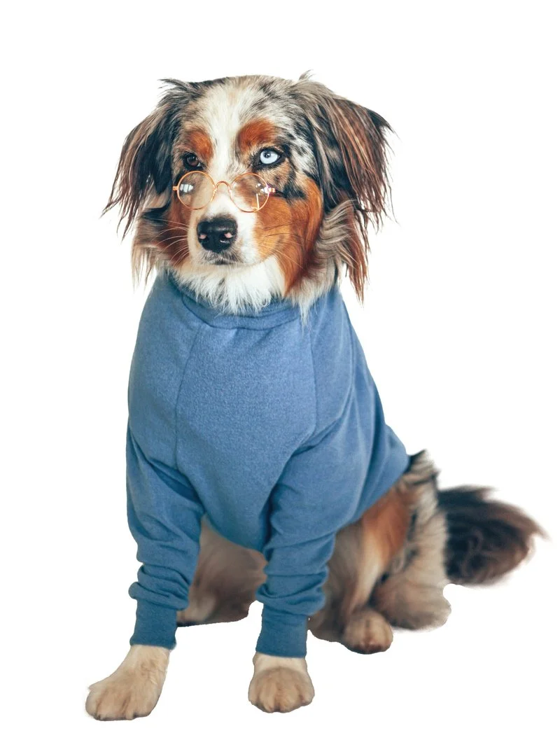 Blue Matching Dog and Owner Sweater