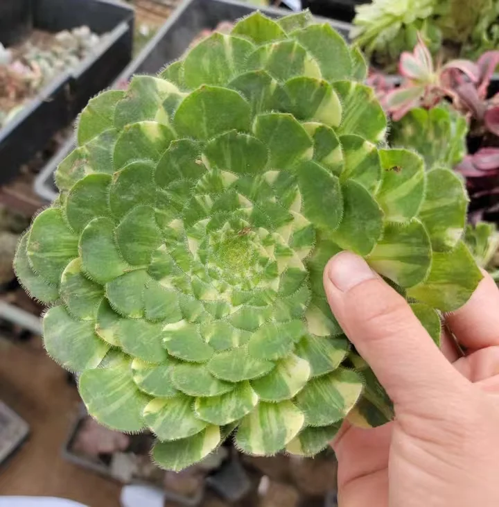 plant Aeonium Echeveria Haworthia  Caudex  Lithops Cactus  Agave 