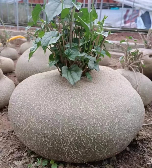 plant Aeonium Echeveria Haworthia  Caudex  Lithops Cactus  Agave 