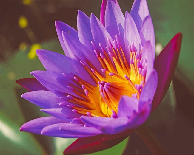 

Purple Lotus – Paint By Numbers - 40*50CM, 501 Original