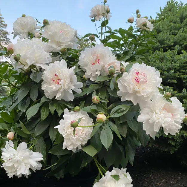 Green Peony Seeds – Symbol of luck and wealth