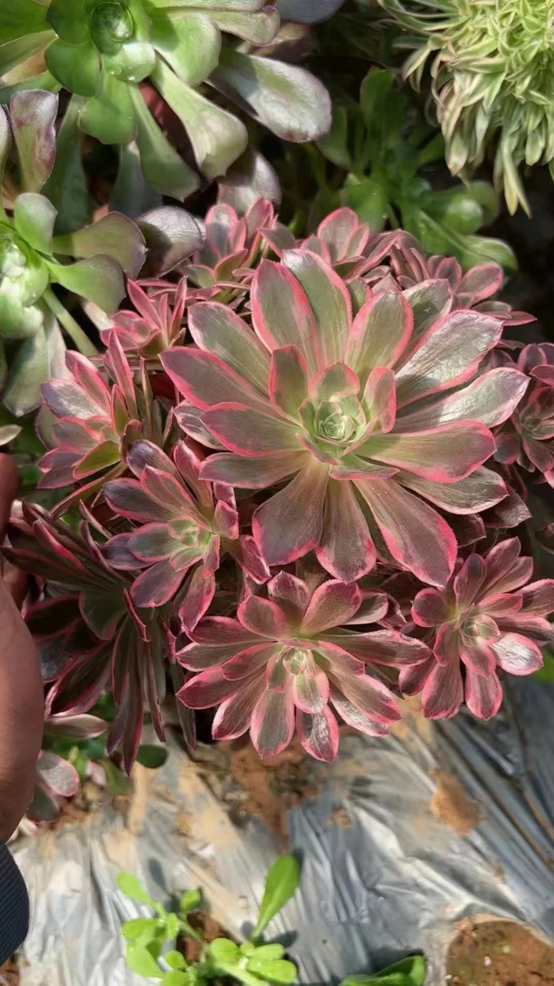 plant Aeonium Echeveria Haworthia  Caudex  Lithops Cactus  Agave 