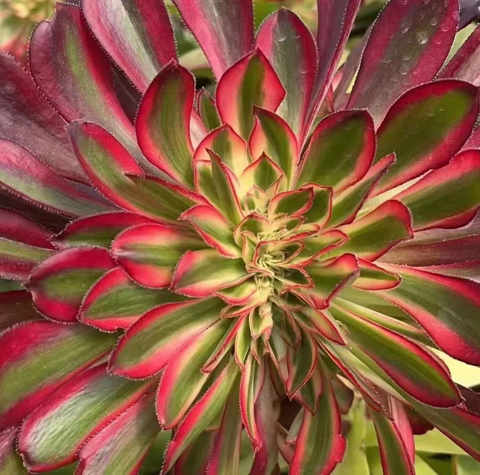 18. Round leaf white brocade,Chanel crested  cutting 6cm  /Aeonium crested / Aeonium plants / Garden landscape / Carefully select healthy plants