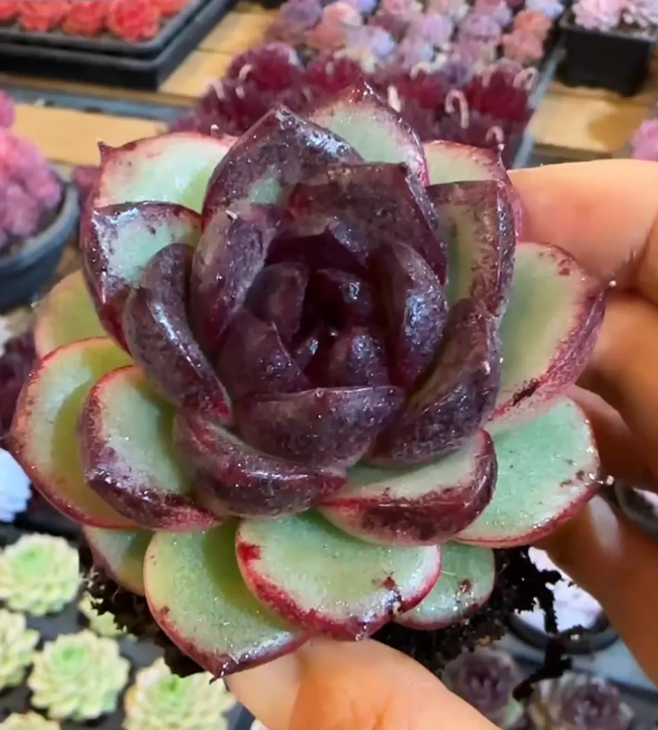 plant Aeonium Echeveria Haworthia  Caudex  Lithops Cactus  Agave 