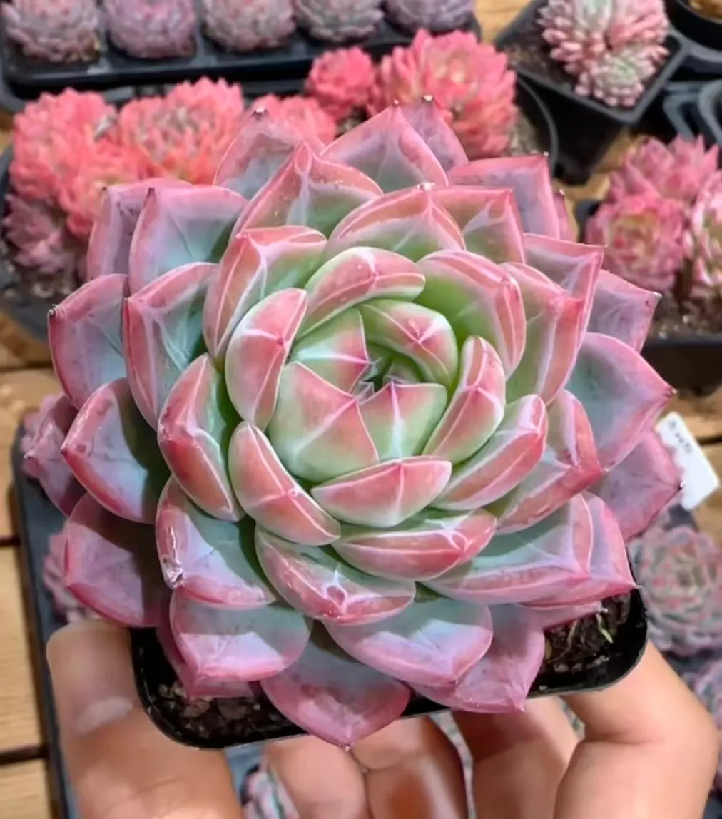 plant Aeonium Echeveria Haworthia  Caudex  Lithops Cactus  Agave 