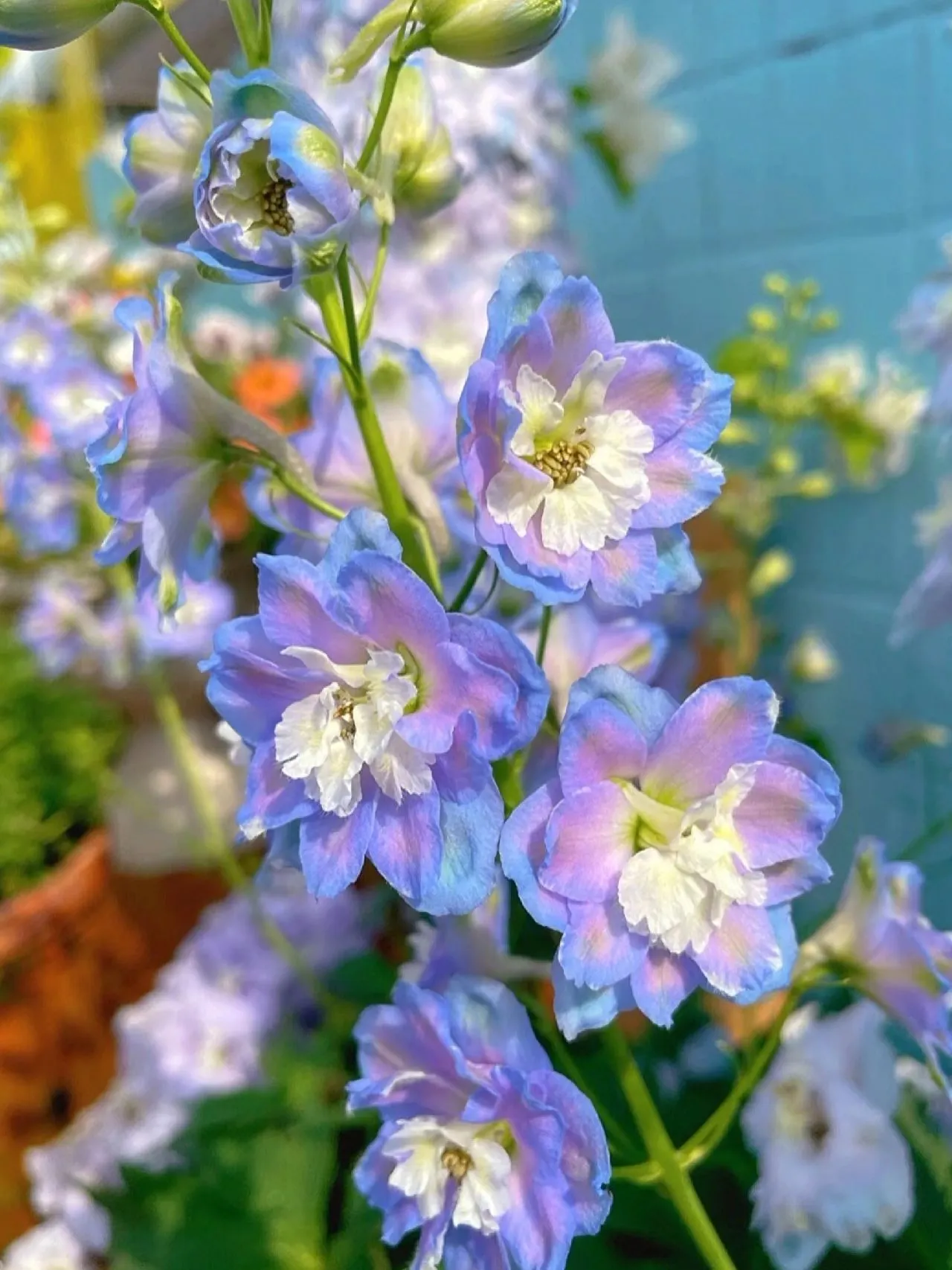 Delphinium Seeds-Mixed 7 Colors