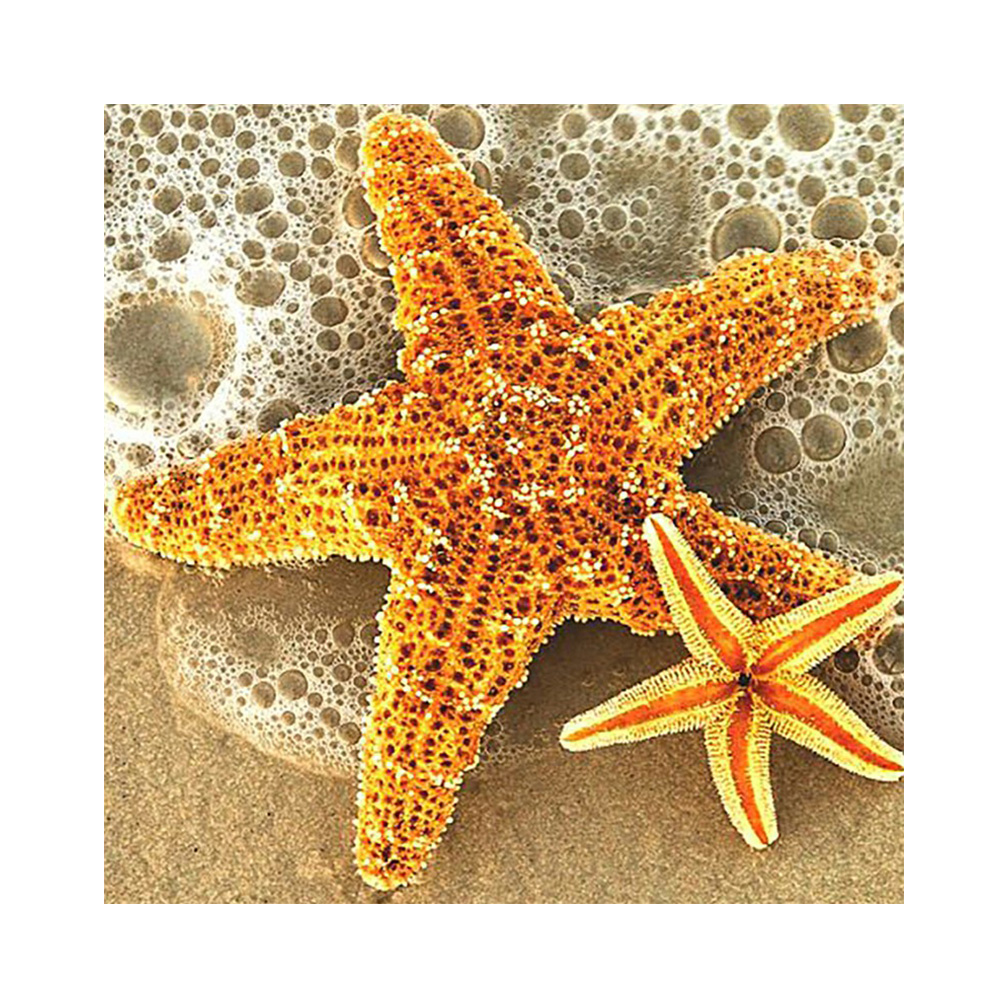 

Starfish - Round Drill Diamond Painting - 30*30CM, 501 Original