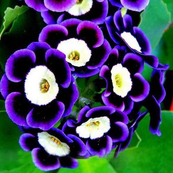 Black Purple Scarce Rare Phantom Petunia Flower Seeds Jonyparkseed®