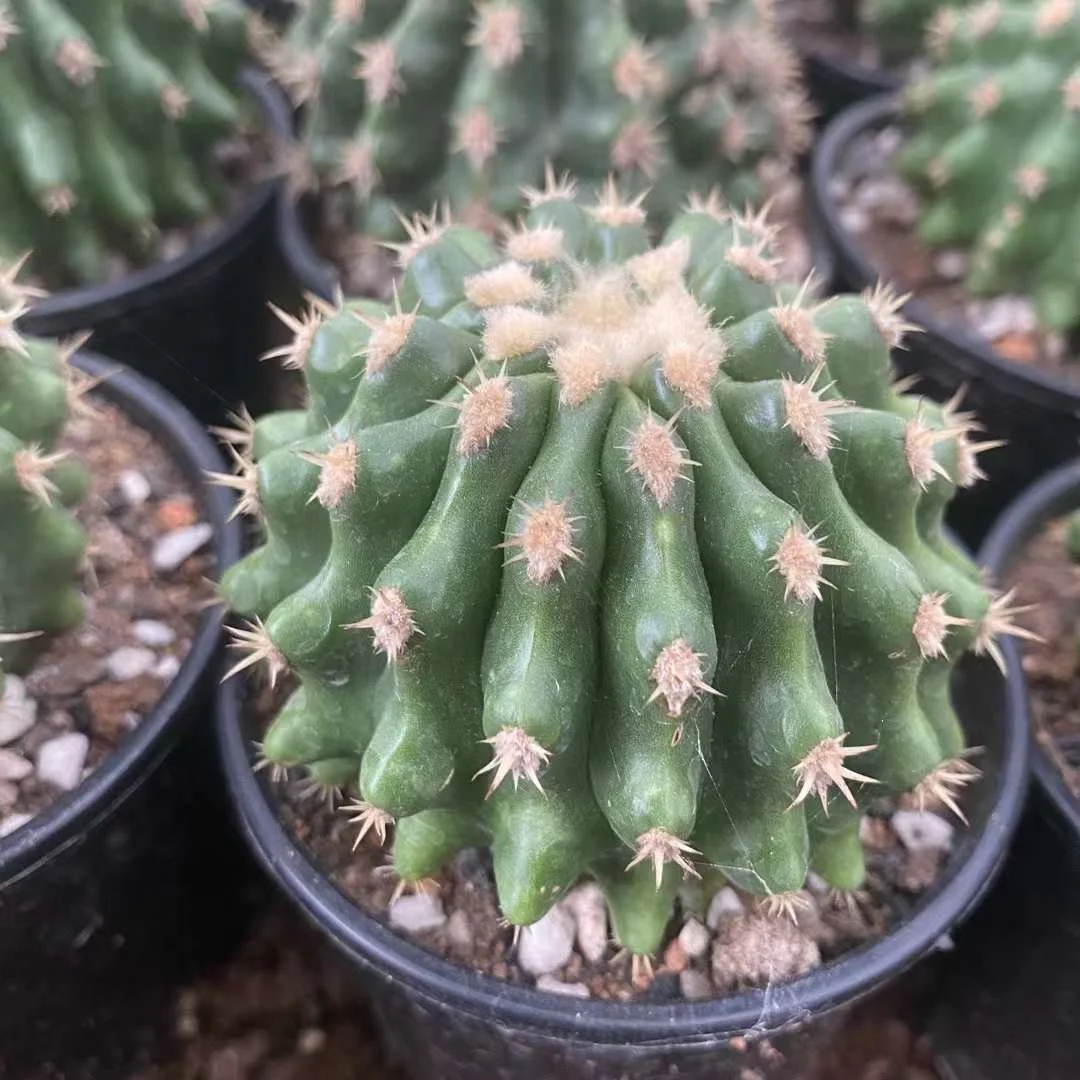 plant Aeonium Echeveria Haworthia  Caudex  Lithops Cactus  Agave 