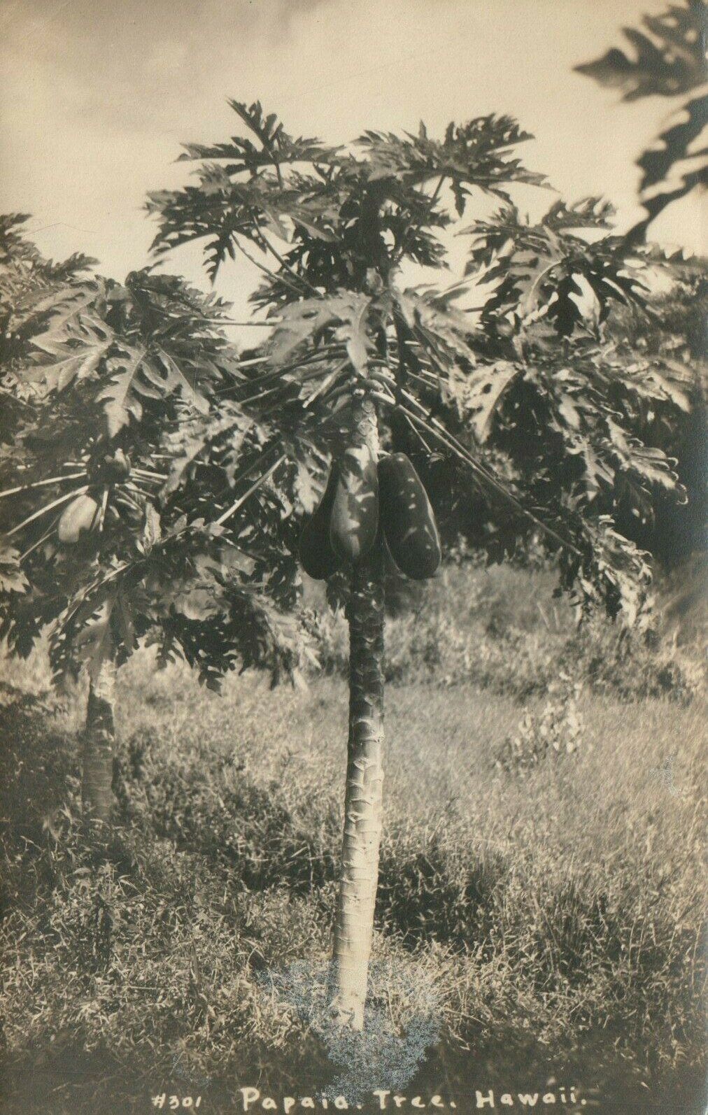 Papaia Tree Hawaii Real Photo Poster painting RPPC Postcard