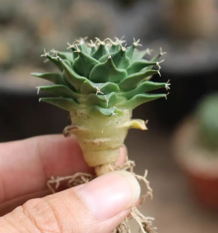 plant Aeonium Echeveria Haworthia  Caudex  Lithops Cactus  Agave 