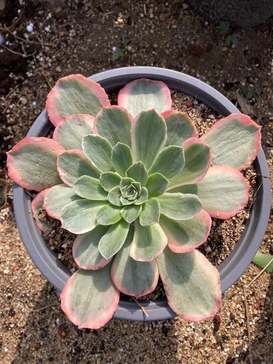 plant Aeonium Echeveria Haworthia  Caudex  Lithops Cactus  Agave 