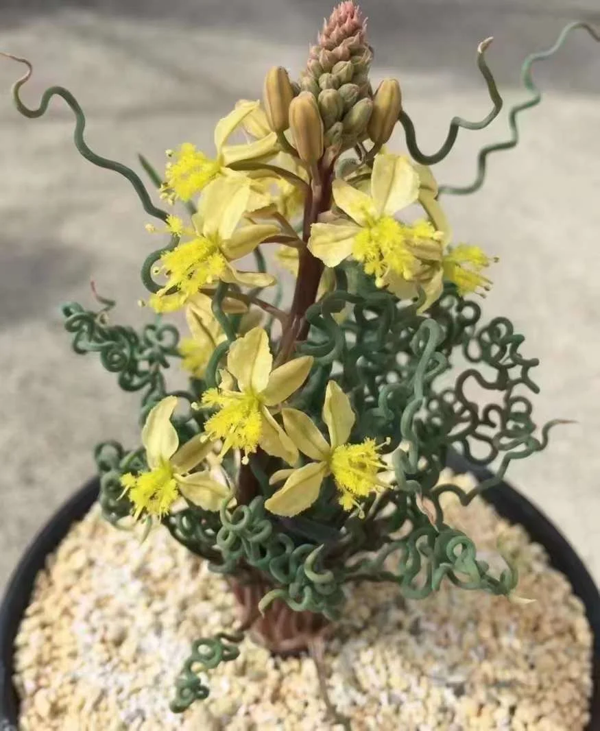 799.   Bulbine torta 1-1.5cm / Caudex  / Succulent plants / Garden landscape / Carefully select healthy plants