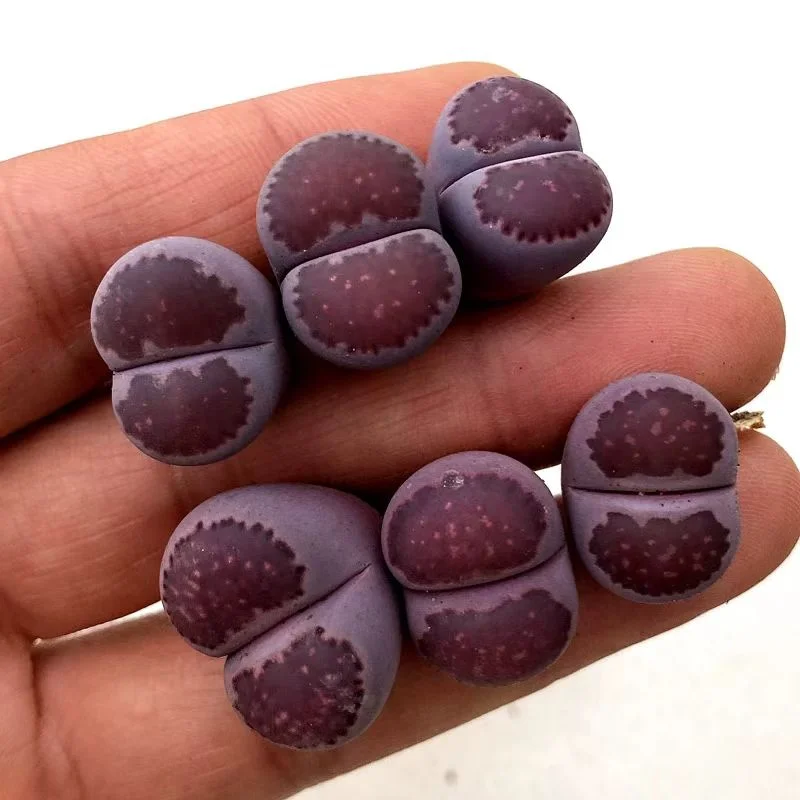 plant Aeonium Echeveria Haworthia  Caudex  Lithops Cactus  Agave 